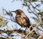 6S3A3026Bendire's_Thrasher