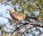6S3A3031Bendire's_Thrasher