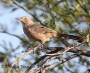 6S3A3032Bendire's_Thrasher