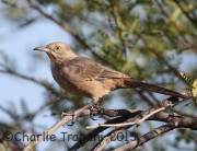 6S3A3038Bendire's_Thrasher
