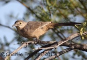 6S3A3039Bendire's_Thrasher