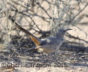 6S3A3063LeConte's_Thrasher