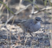 6S3A3093LeConte's_Thrasher