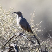 6S3A3150Leconte's_Thrasher