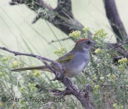 6S3A3397Green-Tailed_Towhee