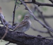 6S3A3419Brewer's_Sparrow