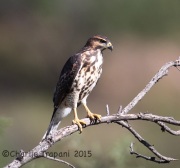 6S3A3492Immature_Swainson's_Hawk