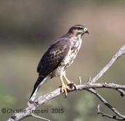 6S3A3508Immature_Swainson's_Hawk