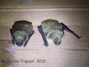 6S3A3548Bats_on_Front_Porch