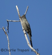 6S3A3604Phainopepla
