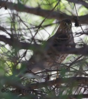 6S3A3637Sharp-Shinned_Hawk