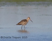 6S3A3840Hudsonian_Godwit