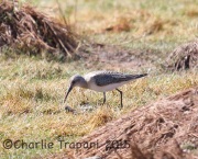 6S3A3970Curlew_Sandpiper