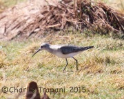 6S3A3978Curlew_Sandpiper