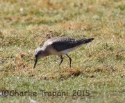 6S3A4016Curlew_Sandpiper