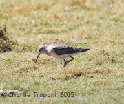 6S3A4017Curlew_Sandpiper
