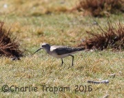 6S3A4025Curlew_Sandpiper