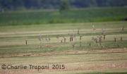 6S3A9538Buff-Breasted_Sandpiper