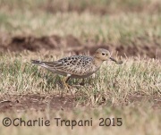 6S3A9588Buff-Breasted_Sandpiper