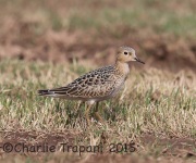 6S3A9596Buff-Breasted_Sandpiper
