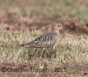 6S3A9604Buff-Breasted_Sandpiper