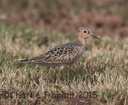 6S3A9606Buff-Breasted_Sandpiper