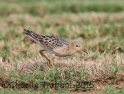 6S3A9617Buff-Breasted_Sandpiper