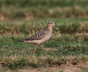 6S3A9621Buff-Breasted_Sandpiper