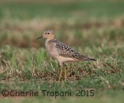6S3A9633Buff-Breasted_Sandpiper