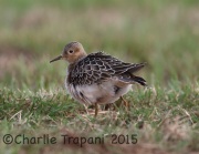 6S3A9715Buff-Breasted_Sandpiper
