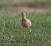 6S3A9719Buff-Breasted_Sandpiper