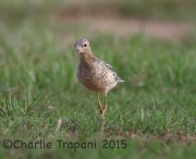 6S3A9720Buff-Breasted_Sandpiper