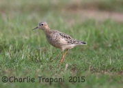 6S3A9721Buff-Breasted_Sandpiper