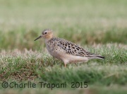 6S3A9724Buff-Breasted_Sandpiper