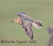 6S3A9736Buff-Breasted_Sandpiper