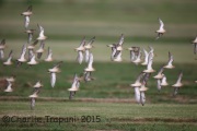 6S3A9740Buff-Breasted_Sandpiper_Flock