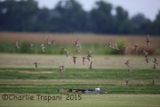 6S3A9745Buff-Breasted_Sandpiper