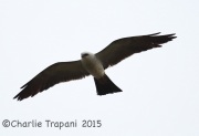 6S3A9809Mississippi_Kite