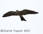 6S3A9810Mississippi_Kite