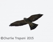 6S3A9846Mississippi_Kite