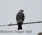 6S3A9904Mississippi_Kite