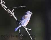 6S3A9935Western_Bluebird