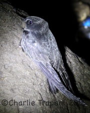 6S3A9990Black_Swift