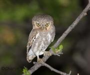 6S3A0426Elf_Owl