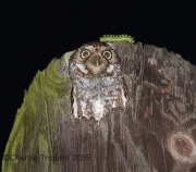 6S3A9031Elf_Owl