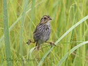 0J6A1848Saltmarsh_Sparrow_ps