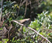 0w2a9783white-crownedsparrow_1stwinter