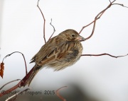 6S3A0890Vesper_Sparrow