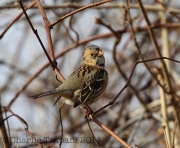 6S3A1185Harris's_Sparrow