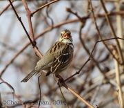 6S3A1189Harris's_Sparrow